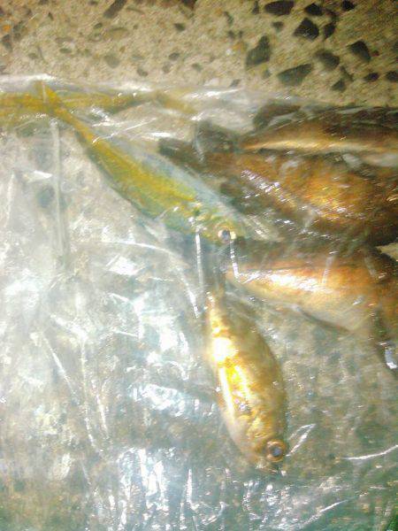 メバリングアジング